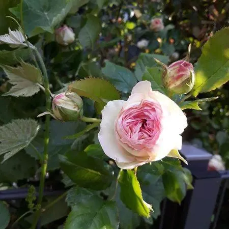 Appartamento Ferienwohnung-rosenblute *